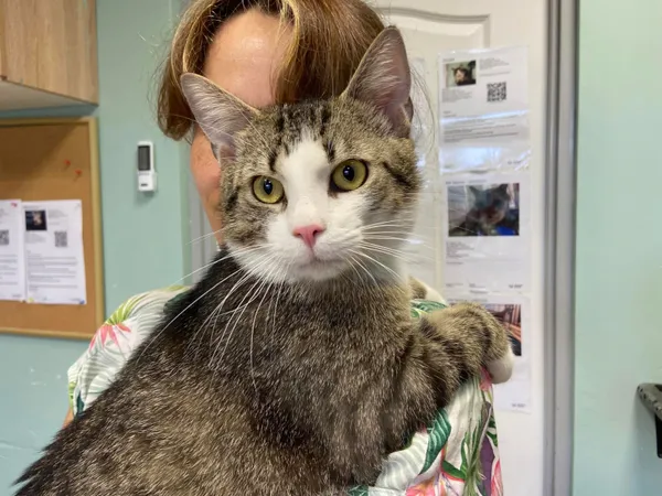 Kot do adopcji, Świdnica, 30 maja 2024 (2/5)