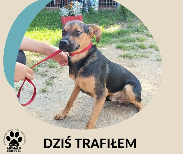 Znaleziono kota, Dąbrówka, 10 września 2025