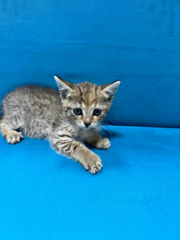 Znaleziono kota, Czartki, 12 lipca 2024