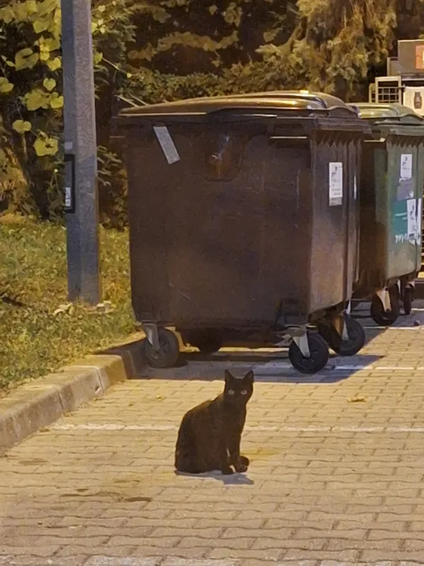 Znaleziono kota, Przemyśl, Krakowskie, 13 lipca 2024 (1/2)