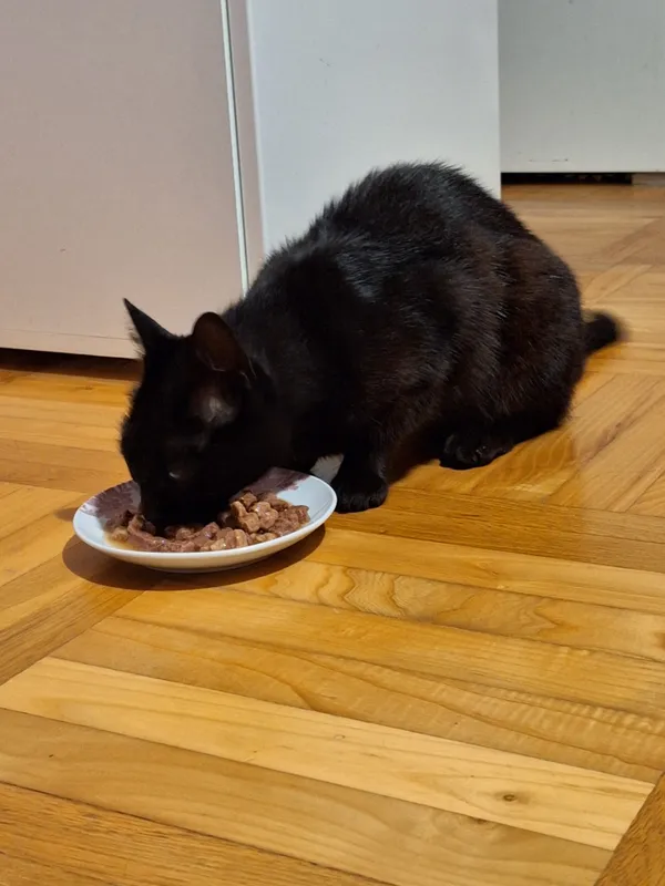 Znaleziono kota, Przemyśl, Krakowskie, 13 lipca 2024 (2/2)