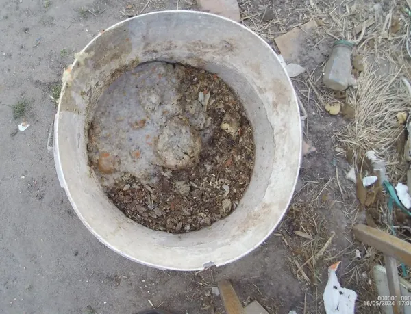 Pies do adopcji, Przyborówko, 12 lipca 2024 (1/5)