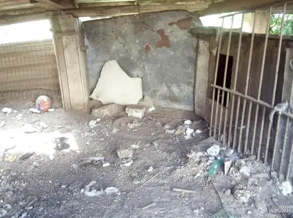 Pies do adopcji, Przyborówko, 12 lipca 2024 (3/5)