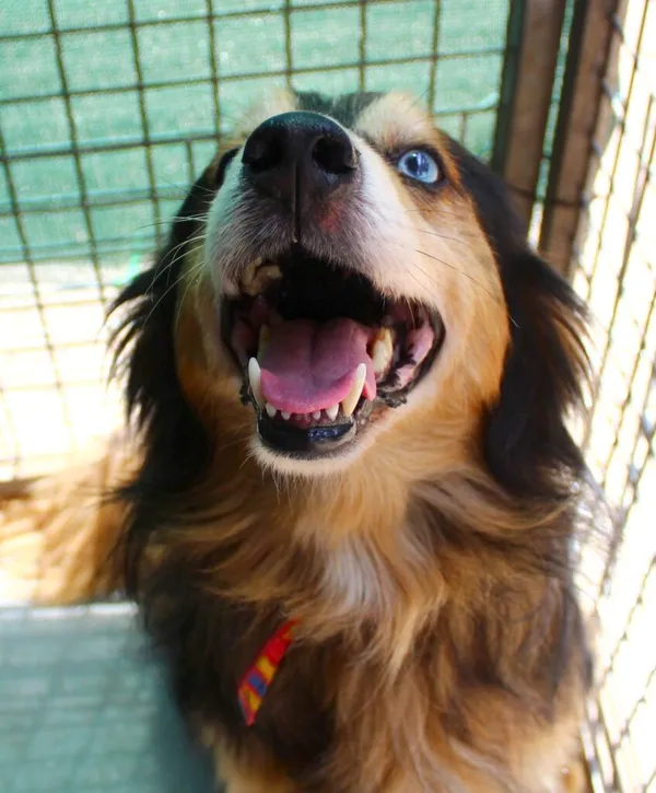 Pies do adopcji, Przyborówko, 12 lipca 2024 (4/5)