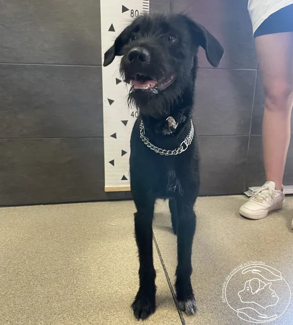 Znaleziono psa, Chełmek, 13 lipca 2024