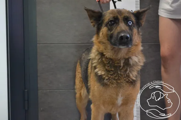 Znaleziono psa, Chełmek, 12 lipca 2024