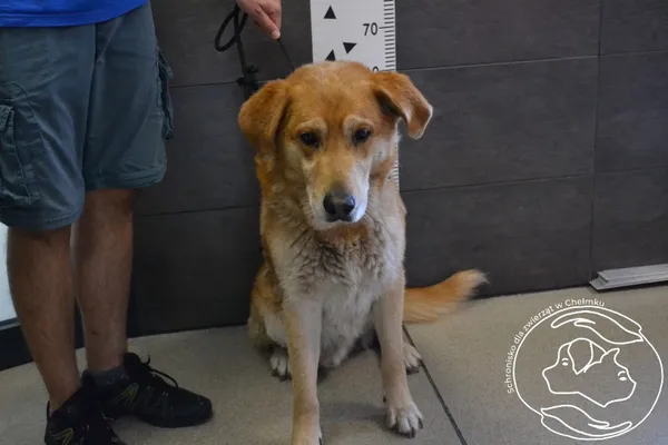 Znaleziono psa, Chełmek, 12 lipca 2024