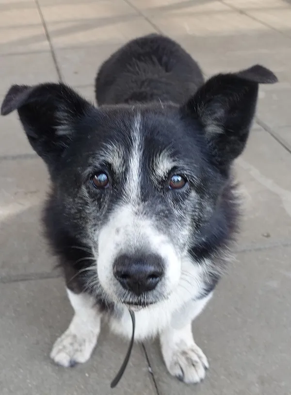 Znaleziono psa, Gdańsk, 13 lipca 2024