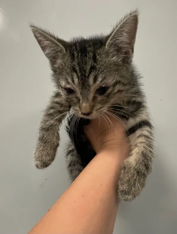 Znaleziono kota, Lublin, 11 lipca 2024