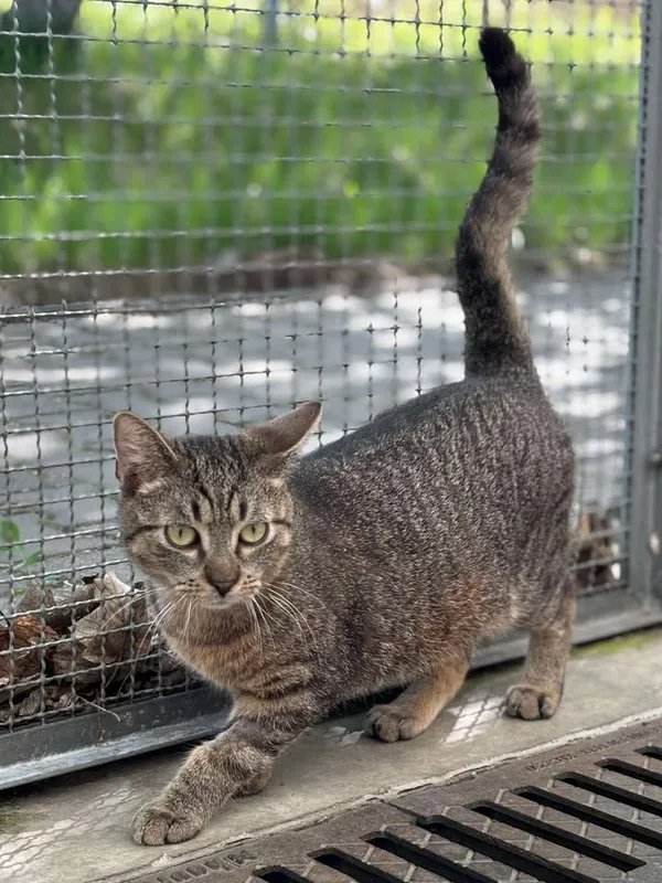 Znaleziono kota, Lublin, 11 lipca 2023