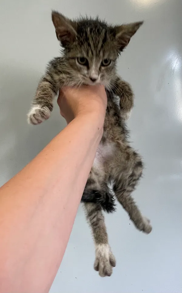 Znaleziono kota, Lublin, 12 lipca 2024