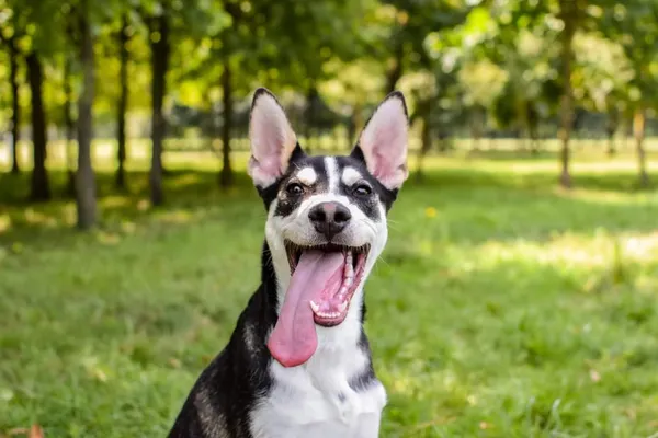 Pies do adopcji, Radom, 13 lipca 2024 (4/5)