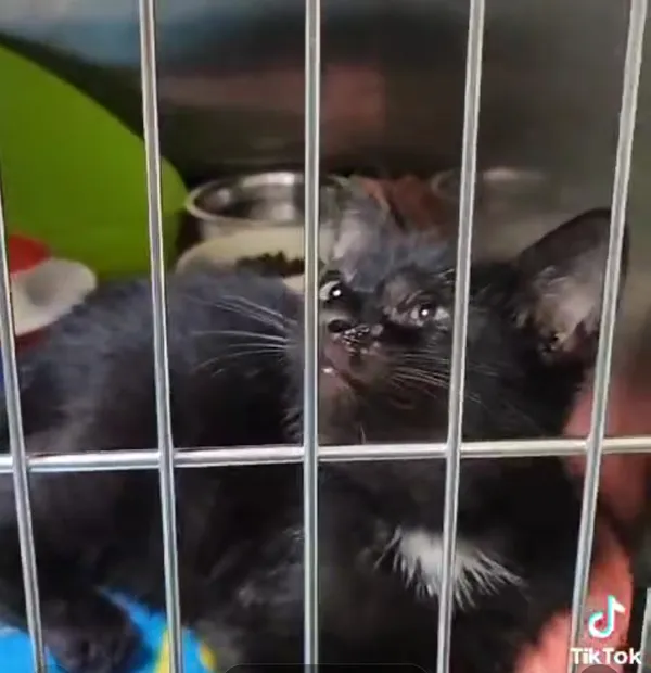 Kot do adopcji, Radom, 13 lipca 2024