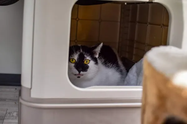 Kot do adopcji, Radom, 14 lipca 2024 (1/2)