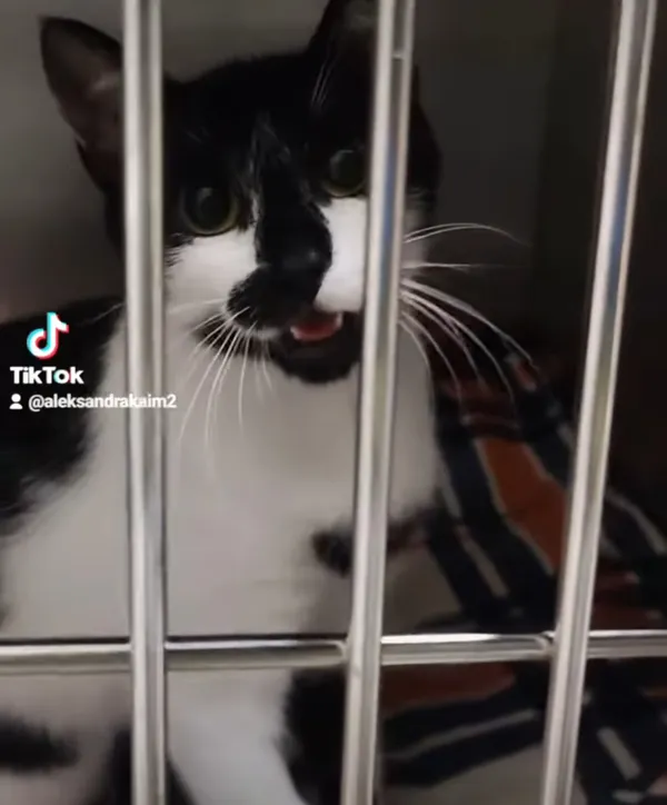 Kot do adopcji, Radom, 13 lipca 2024