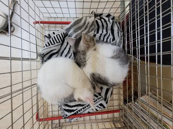 Znaleziono kota, Łódź, 13 lipca 2024 (3/3)