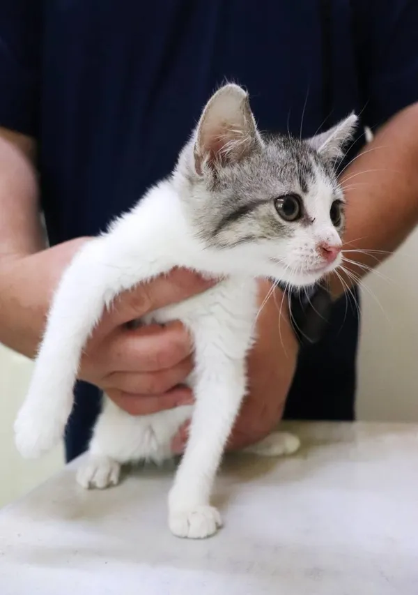 Znaleziono kota, Łódź, 13 lipca 2024 (2/5)