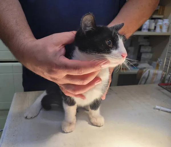 Znaleziono kota, Łódź, 13 lipca 2024 (1/4)