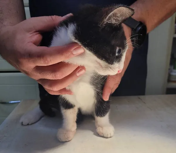 Znaleziono kota, Łódź, 13 lipca 2024 (2/4)