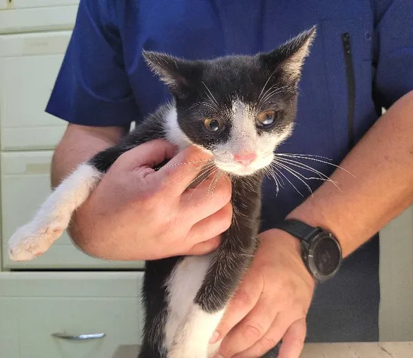 Znaleziono kota, Łódź, 13 lipca 2024 (3/4)