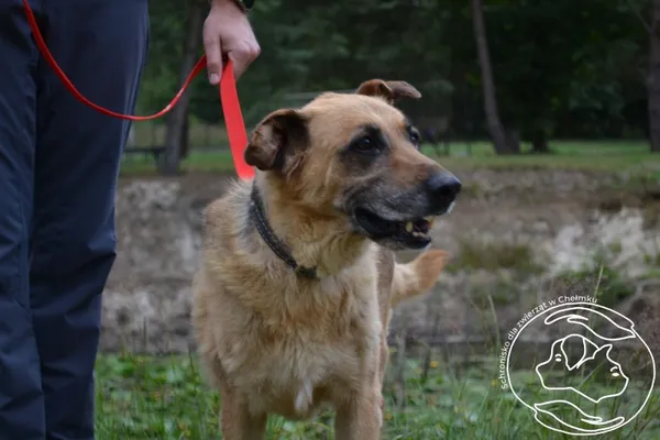 Pies do adopcji, Chełmek, 27 marca 2024