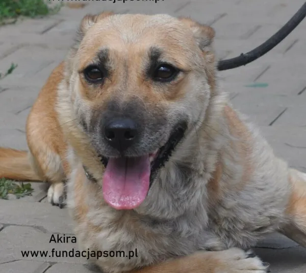 Pies do adopcji, Nowy Dwór Mazowiecki, 13 lipca 2024 (1/4)