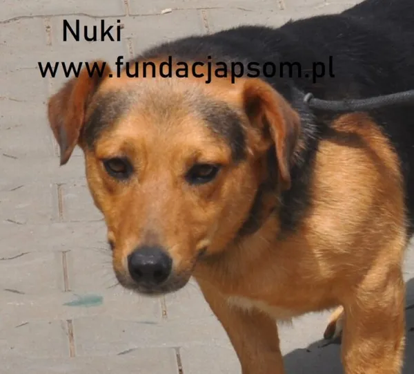 Pies do adopcji, Nowy Dwór Mazowiecki, 13 lipca 2024 (1/5)