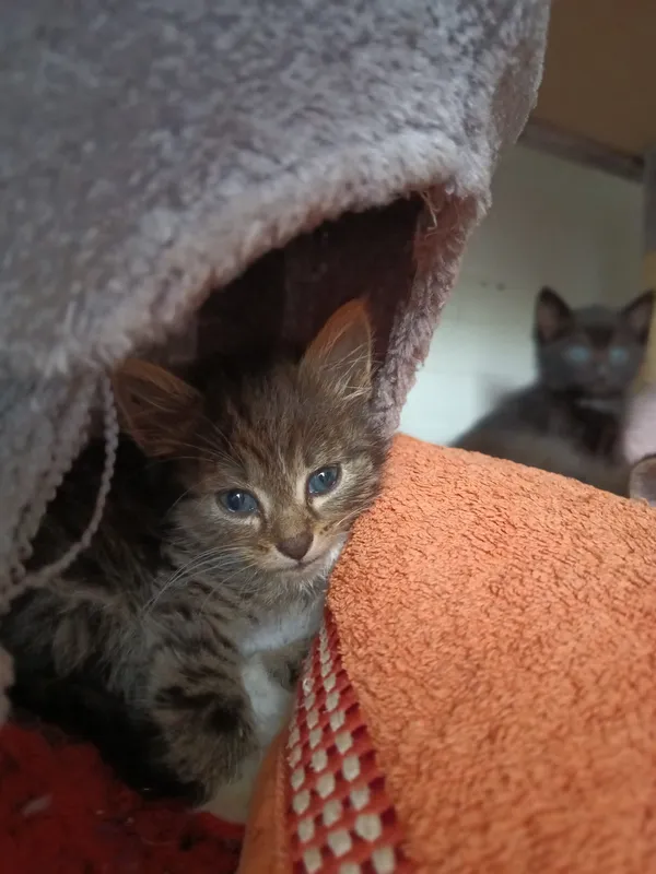 Oddam kota, Olsztyn, Osiedle Tadeusza Kościuszki, 14 lipca 2024 (1/4)