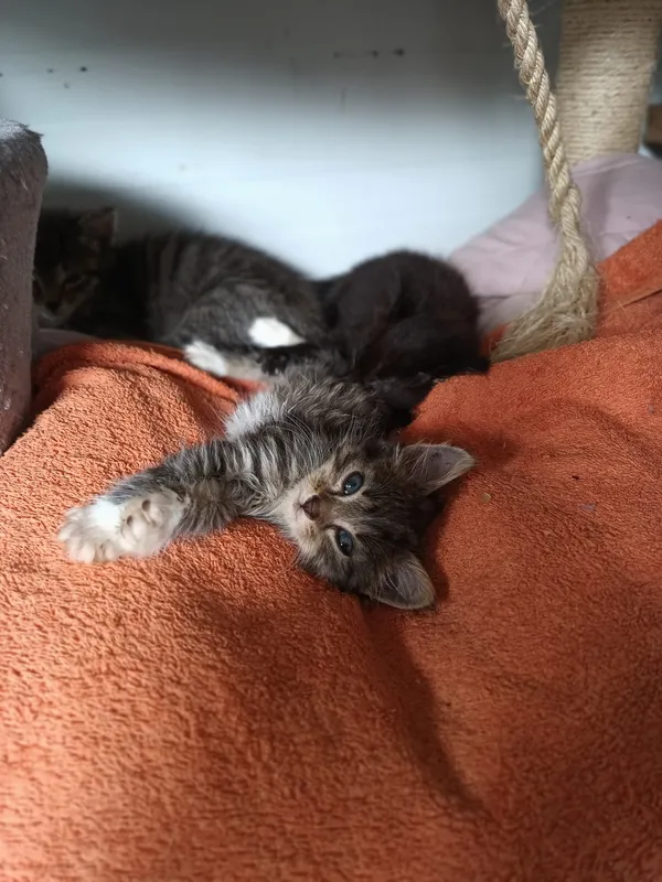 Oddam kota, Olsztyn, Osiedle Tadeusza Kościuszki, 14 lipca 2024 (2/4)