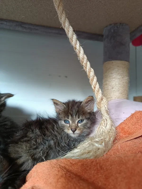 Oddam kota, Olsztyn, Osiedle Tadeusza Kościuszki, 14 lipca 2024 (3/4)