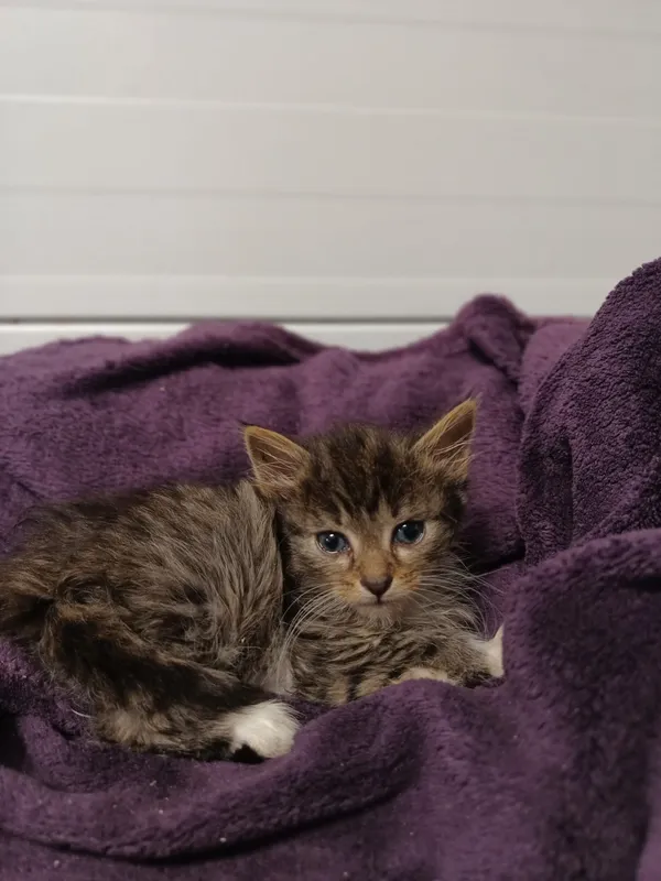 Oddam kota, Olsztyn, Osiedle Tadeusza Kościuszki, 14 lipca 2024 (4/4)