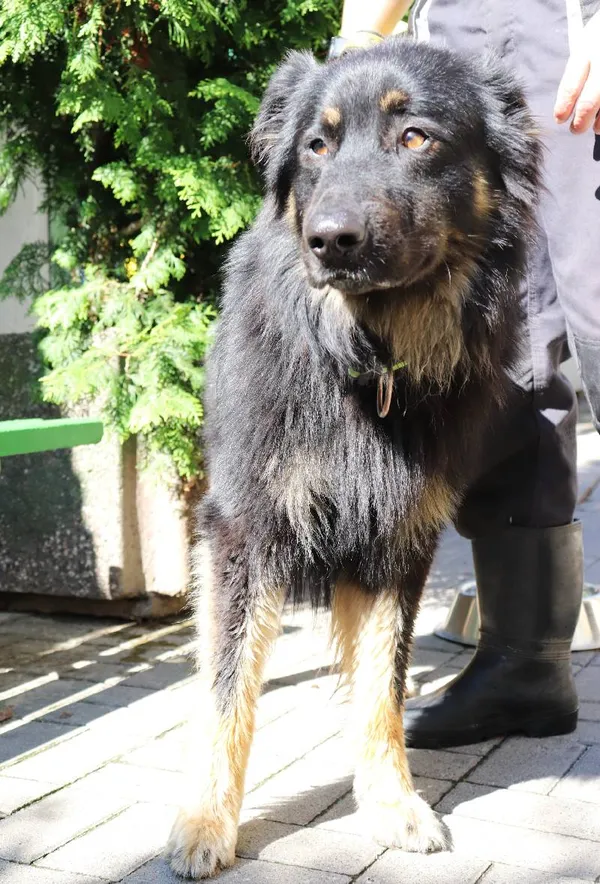 Znaleziono psa, Łódź, 14 lipca 2024 (1/2)