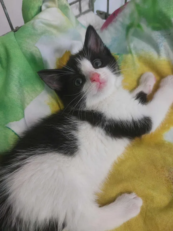 Oddam kota, Olsztyn, Osiedle Tadeusza Kościuszki, 14 lipca 2024 (1/2)