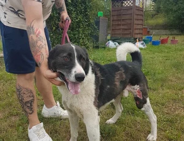 Znaleziono psa, Świdnica, 14 lipca 2024