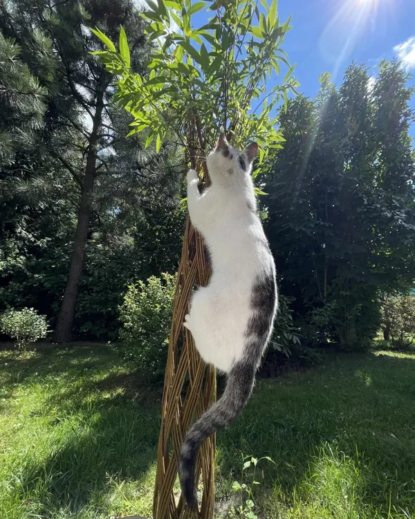 Zaginął kot, Łódź, 14 lipca 2024