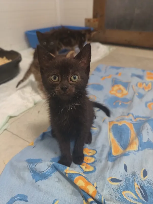 Oddam kota, Olsztyn, Kormoran, 14 lipca 2024 (1/5)