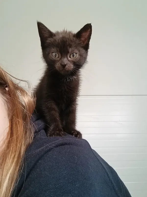 Oddam kota, Olsztyn, Kormoran, 14 lipca 2024 (2/5)