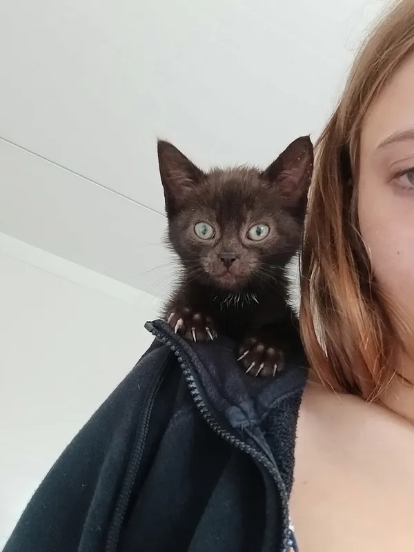 Oddam kota, Olsztyn, Kormoran, 14 lipca 2024 (4/5)