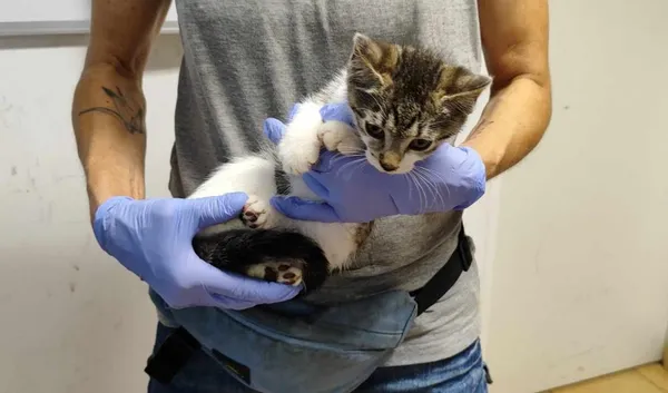 Znaleziono kota, Toruń, 12 lipca 2024