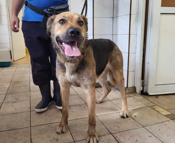 Znaleziono psa, Toruń, 11 lipca 2024