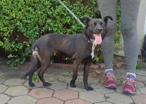 Znaleziono psa, Toruń, 10 lipca 2024