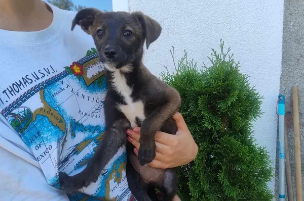 Znaleziono psa, Toruń, 10 lipca 2024