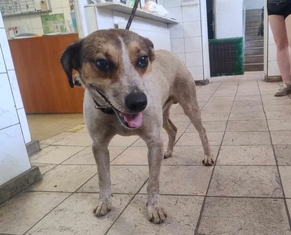 Znaleziono psa, Toruń, 10 lipca 2024