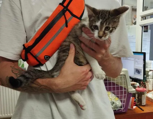 Znaleziono kota, Toruń, 9 lipca 2024