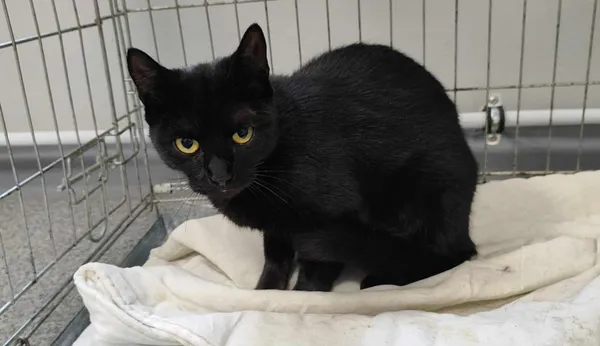 Znaleziono kota, Toruń, 8 lipca 2024