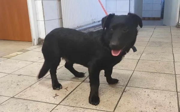 Znaleziono psa, Toruń, 8 lipca 2024