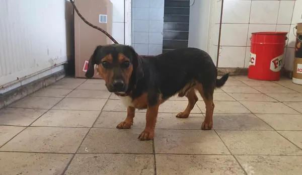 Znaleziono psa, Toruń, 7 lipca 2024