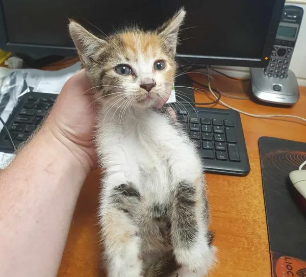 Znaleziono kota, Toruń, 7 lipca 2024