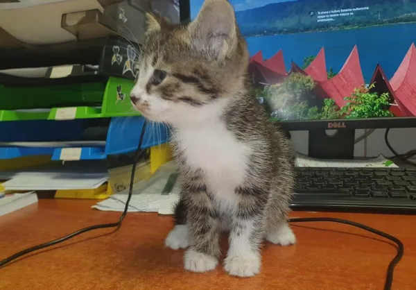 Znaleziono kota, Toruń, 7 lipca 2024