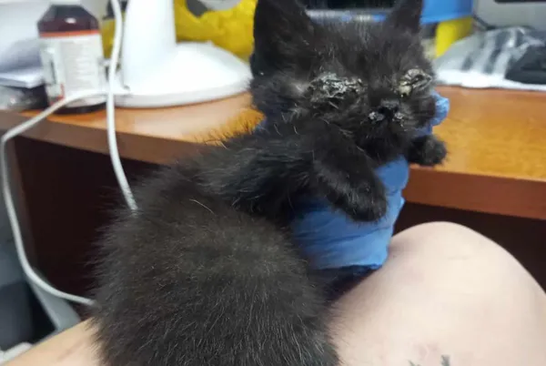 Znaleziono kota, Toruń, 7 lipca 2024